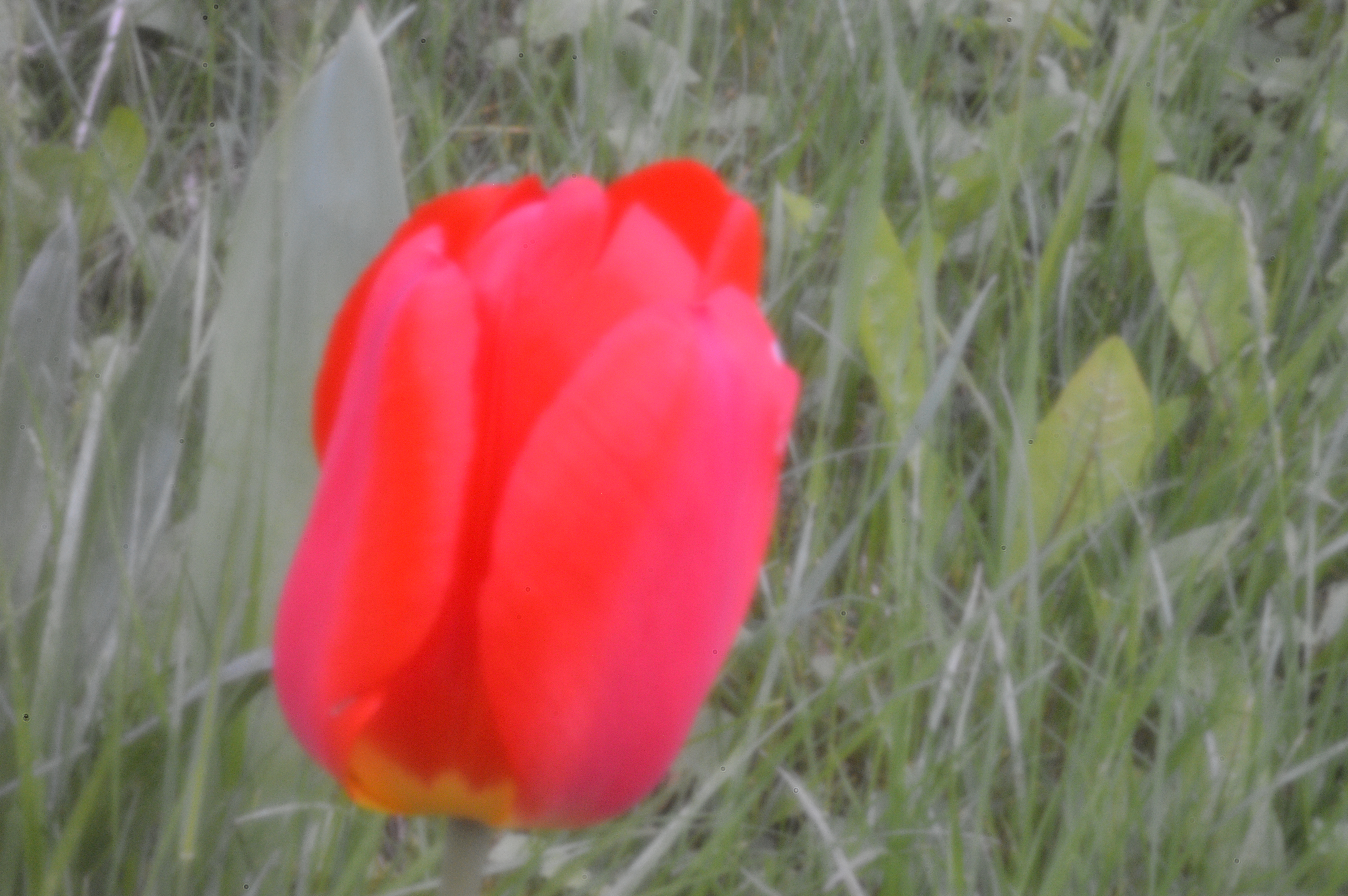 red-tulip.jpg