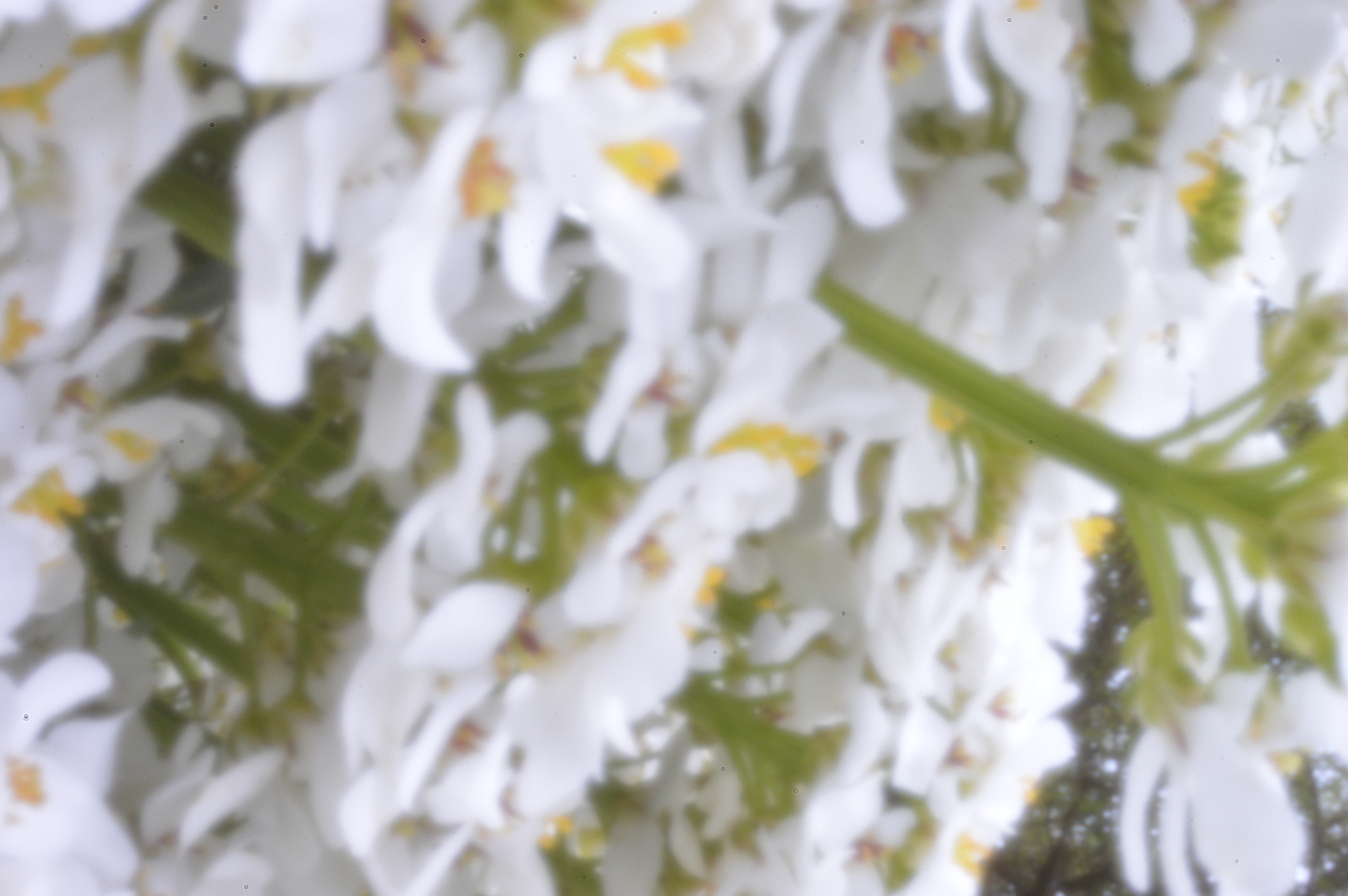 white-flowers.jpg