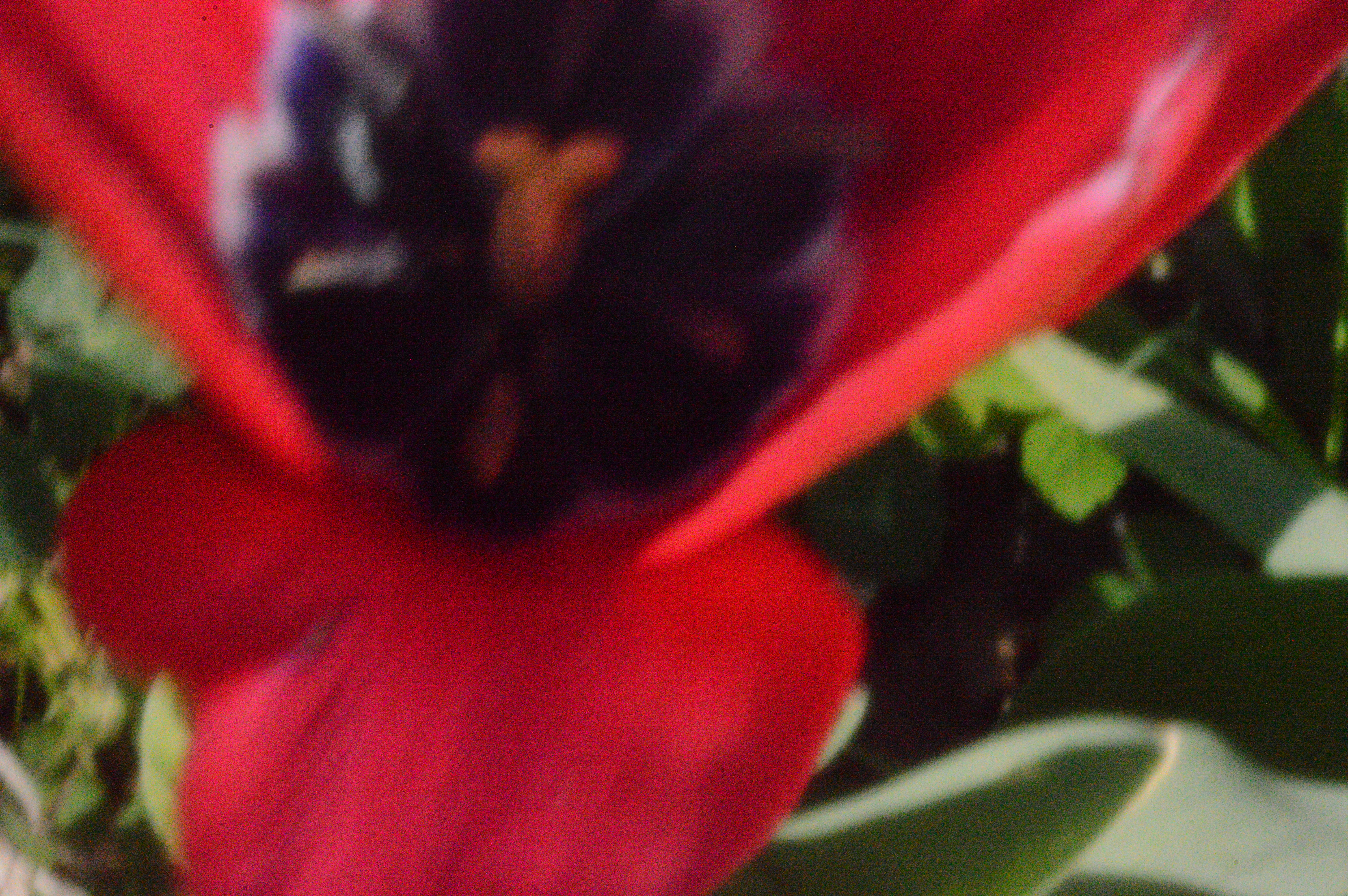 pinhole-photographs-mmxvii_crimson-tulip.jpg